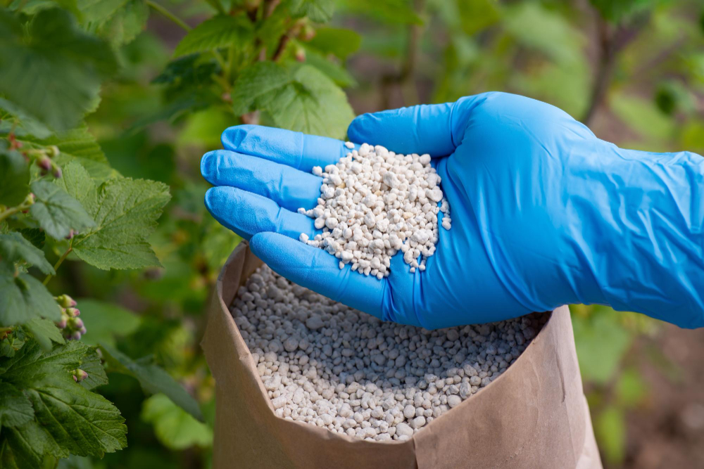 hand-blue-glove-holding-npk-fertilizer-bush-currant