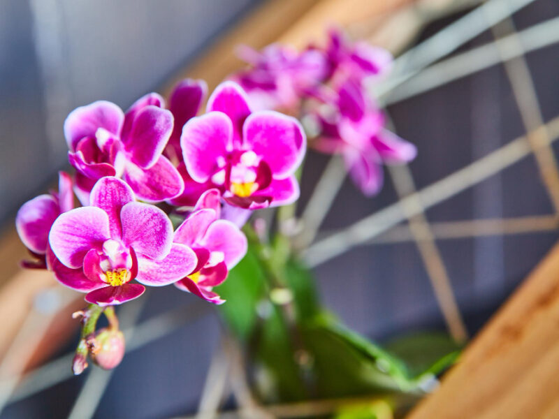 Detail Pink Orchids Through Twine Wood Frame
