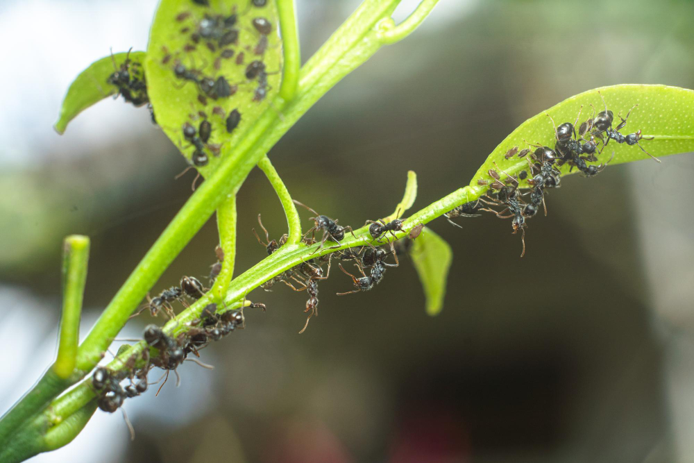 Swarm Ants Green Leaf Nature Background Close Up Macro Photography Premium Photo