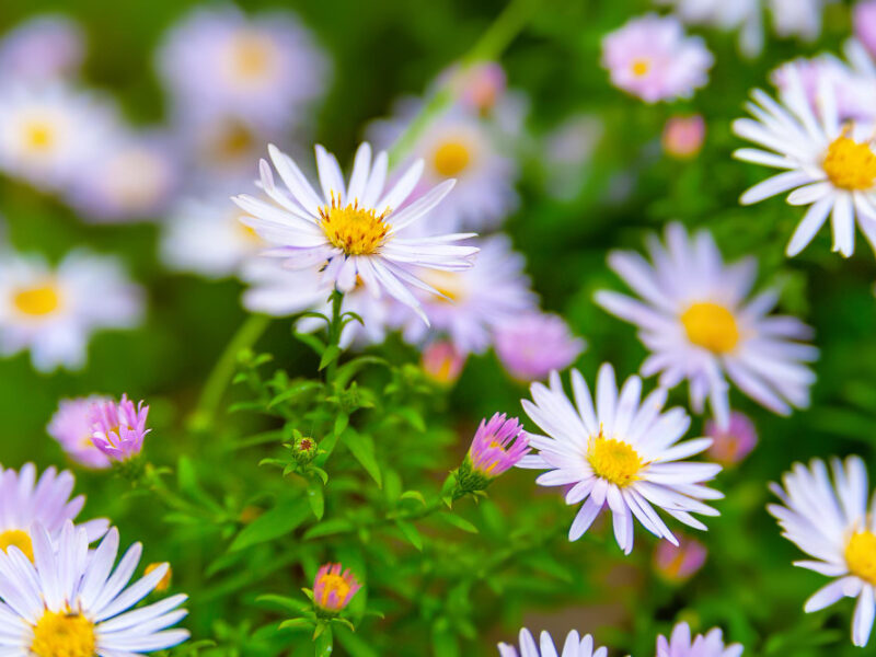 astra-flowers-flower-bed-asters-bloom-autumn-selective-focus-shallow-depth-field