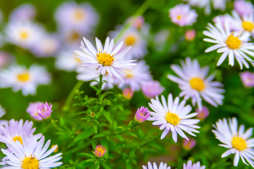 Astra Flowers Flower Bed Asters Bloom Autumn Selective Focus Shallow Depth Field