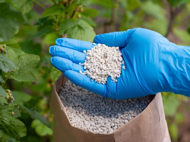 hand-blue-glove-holding-npk-fertilizer-bush-currant