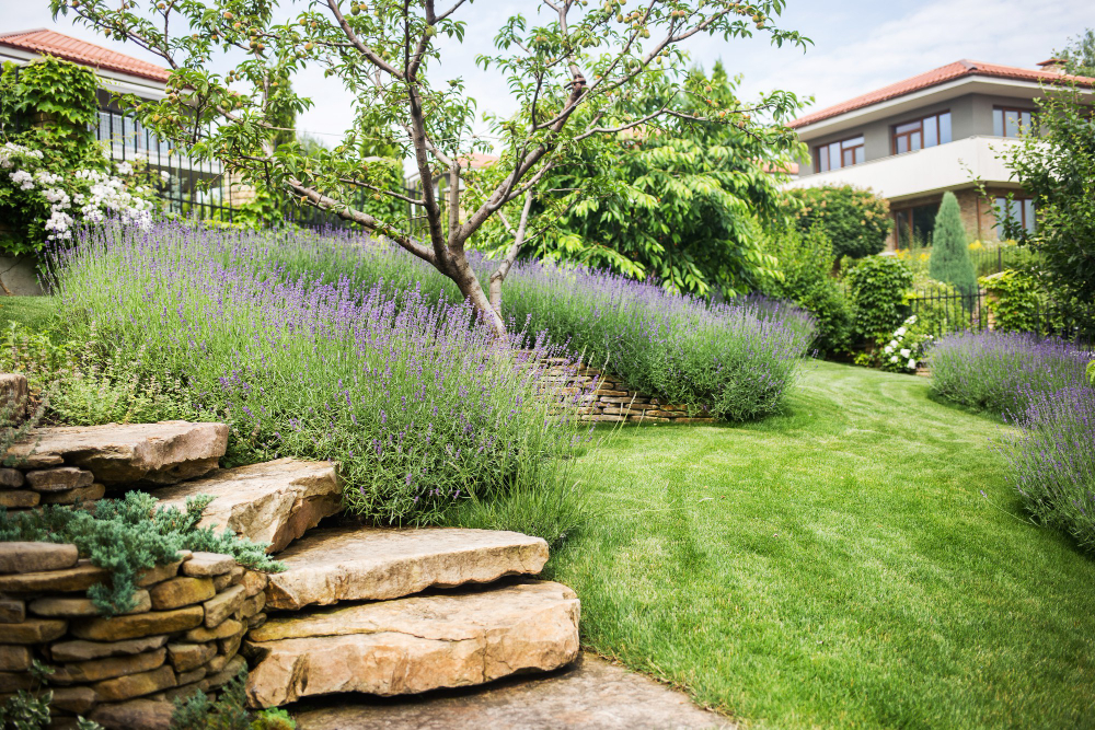beautiful-blooming-lavender-grows-garden-private-mansion
