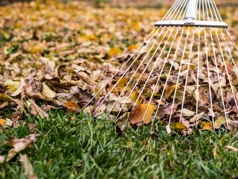 raking-leaves-with-fan-rake-from-lawn