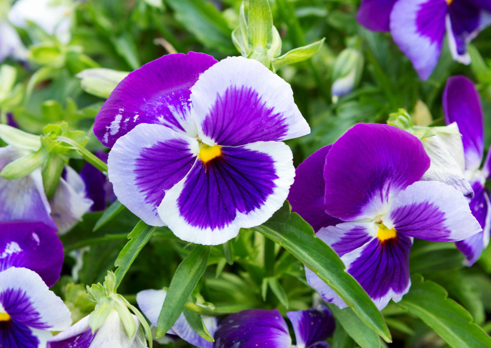 pansy-flowers-field-blue-viola-flower-green-background-blurred-nature-background-with-bokeh-flowers-as-background