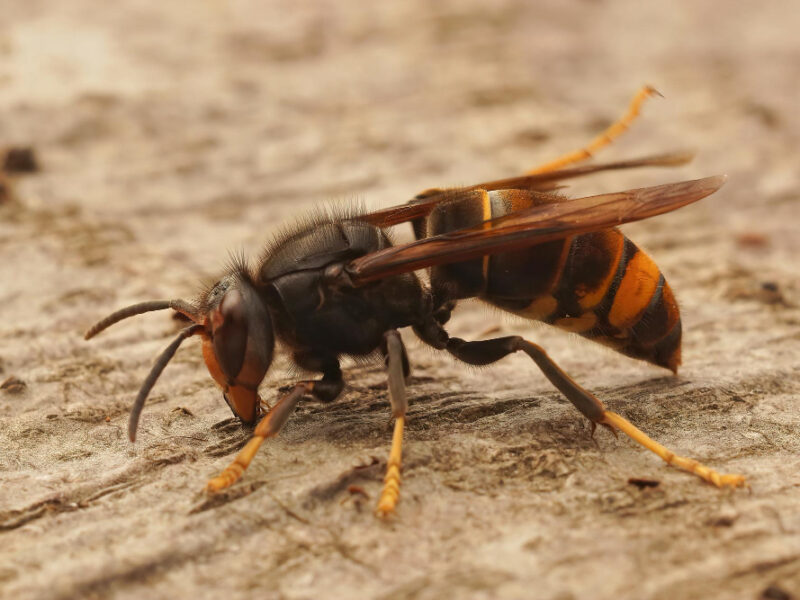 closeup-asian-yellow-legged-hornet-wasp-vespa-velutina (1)