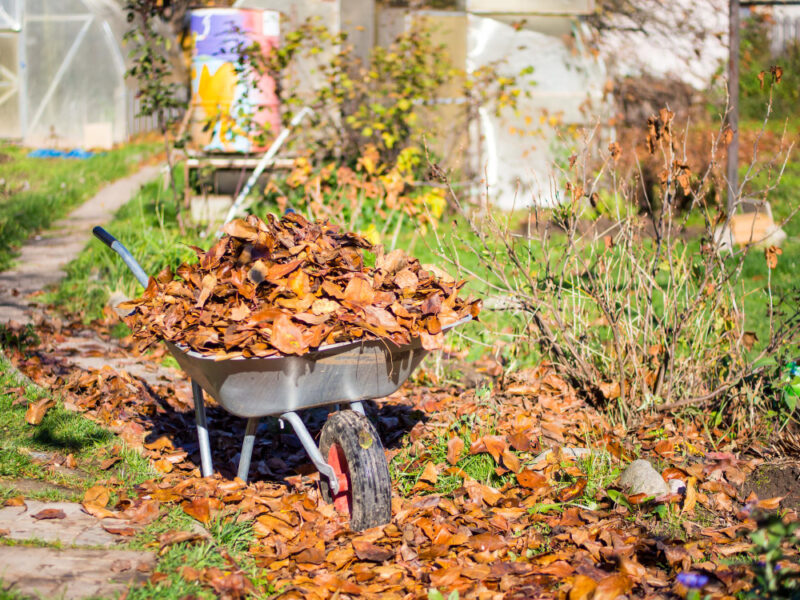 Concept Cleaning Suburban Area Wheelbarrow With Fallen Leaves