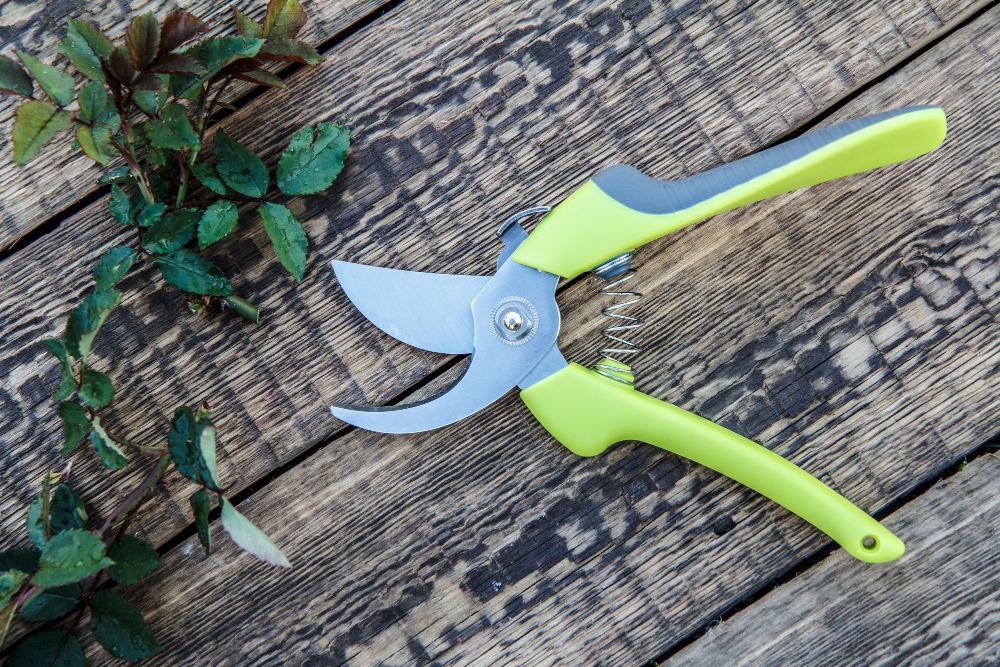 pruner-cut-branch-rose-wooden-board-garden-tools-equipment