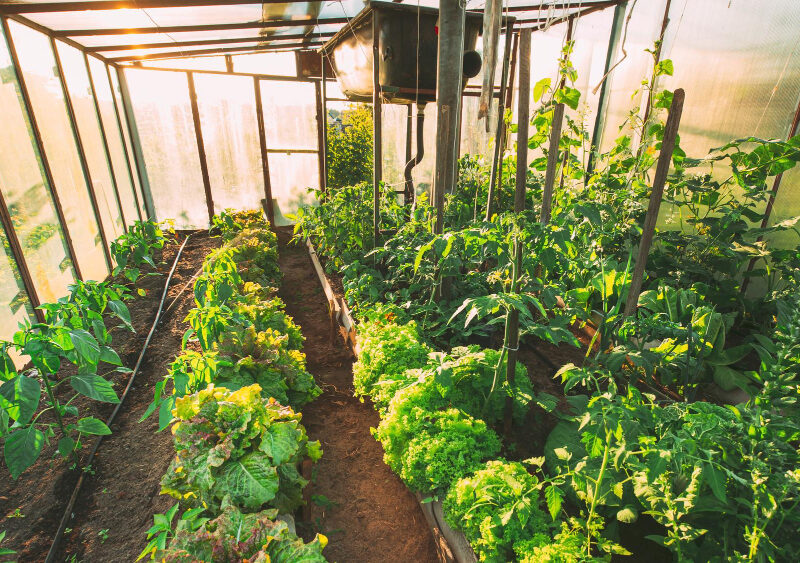 green-lettuce-peppers-vegetables-growing-greenhouse-hothouse-sunset