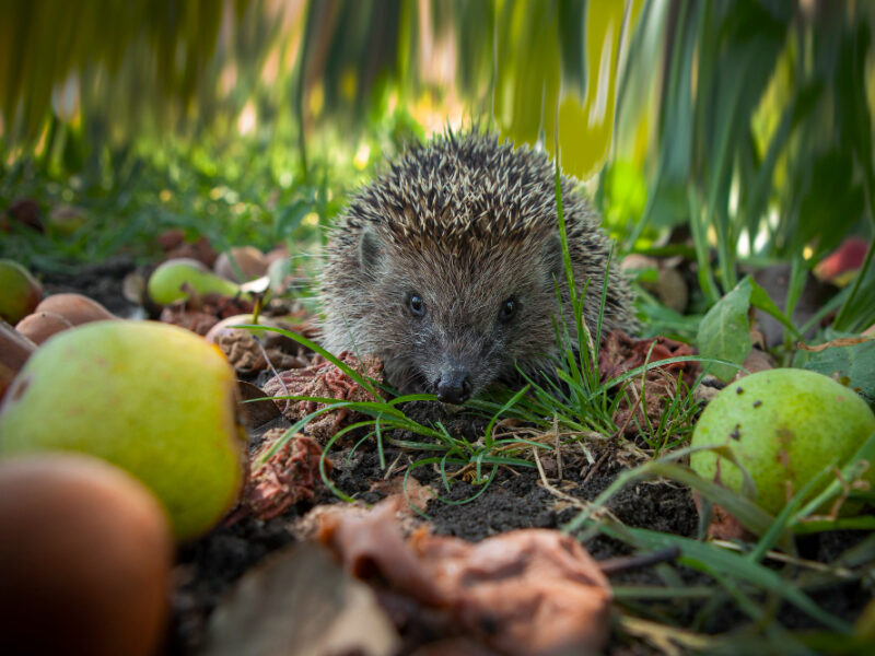 Hedgehog Garden Filmed Kuban