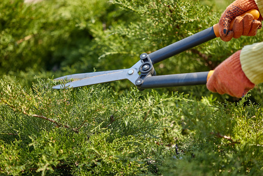 hands-gardener-orange-gloves-are-trimming-overgrown-green-shrub-using-hedge-shears-sunny-backyard-worker-landscaping-garden-close-up