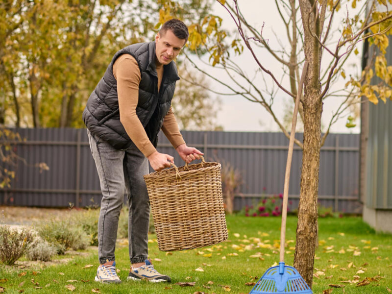 Leaf Basket Concentrated Young Adult Caucasian Man Jeans Vest Raising Basket Looking Attentively Lawn Garden Autumn Day