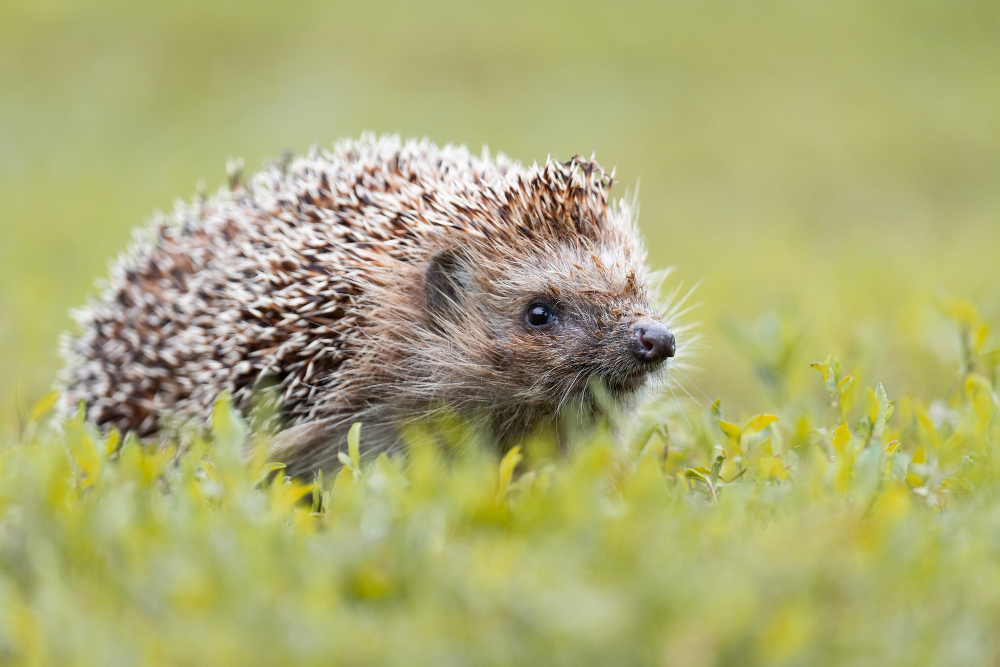 hedgehog-walking-field