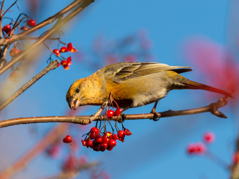 yellow-common-crossbill-bird-eating-red-rowan-berries-perched-tree-with-blurred-background