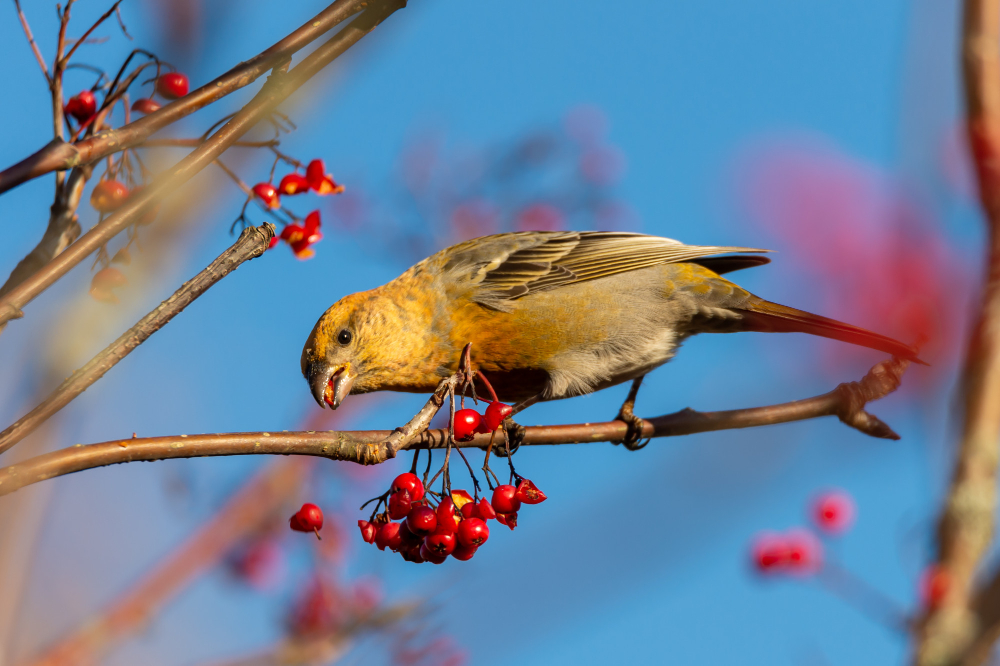 Yellow Common Crossbill Bird Eating Red Rowan Berries Perched Tree With Blurred Background