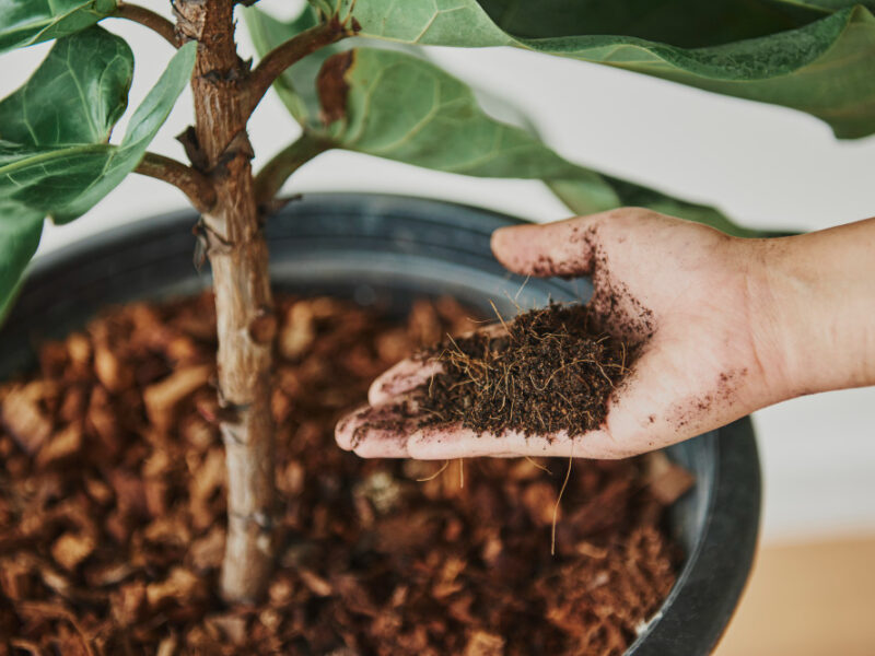 Woman Taking Care Her Plant Baby