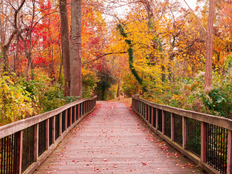 Beautiful Wooden Pathway Going Breathtaking Colorful Trees Forest