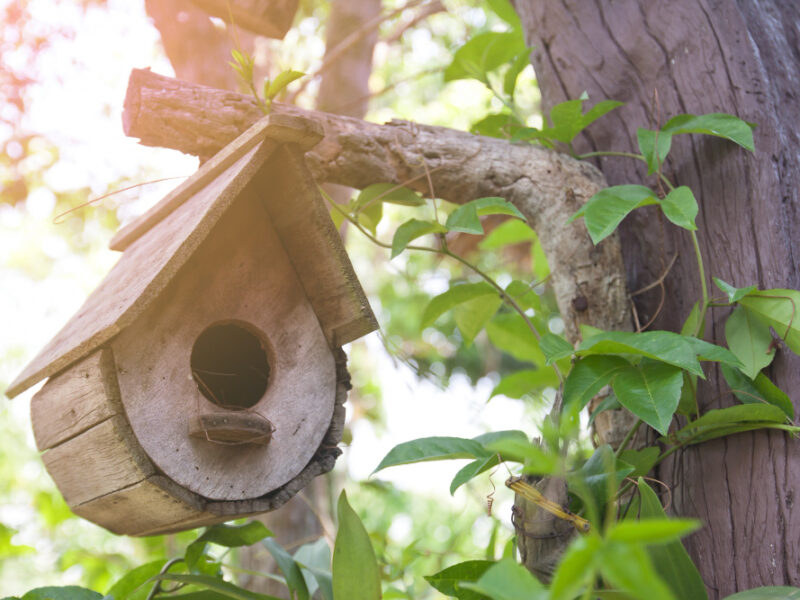 Rural Country Birdhouse Garden Little