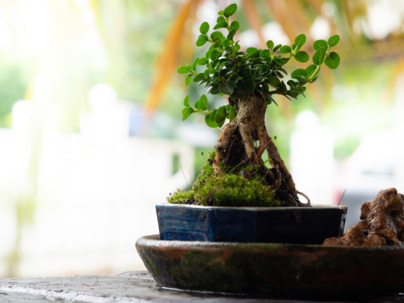 Small Bonsai Blue Ceramic Pot