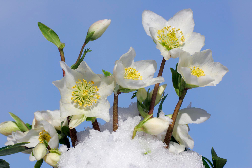 flowering-christmas-rose-snow-helleborus-niger-hybrid
