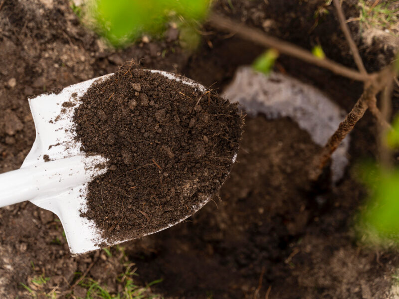 Person Planting Outdoors Tree