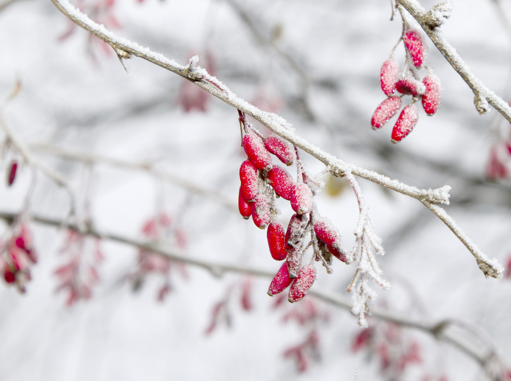 shot-frosty-barberries-branch-winter
