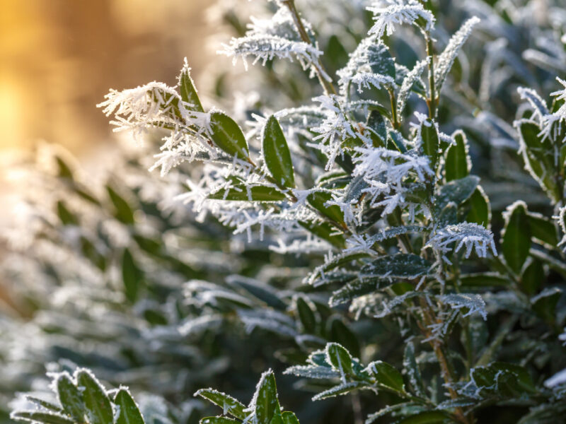 Shrub With Green Leaves Covered With Frost Sunny Cold Day