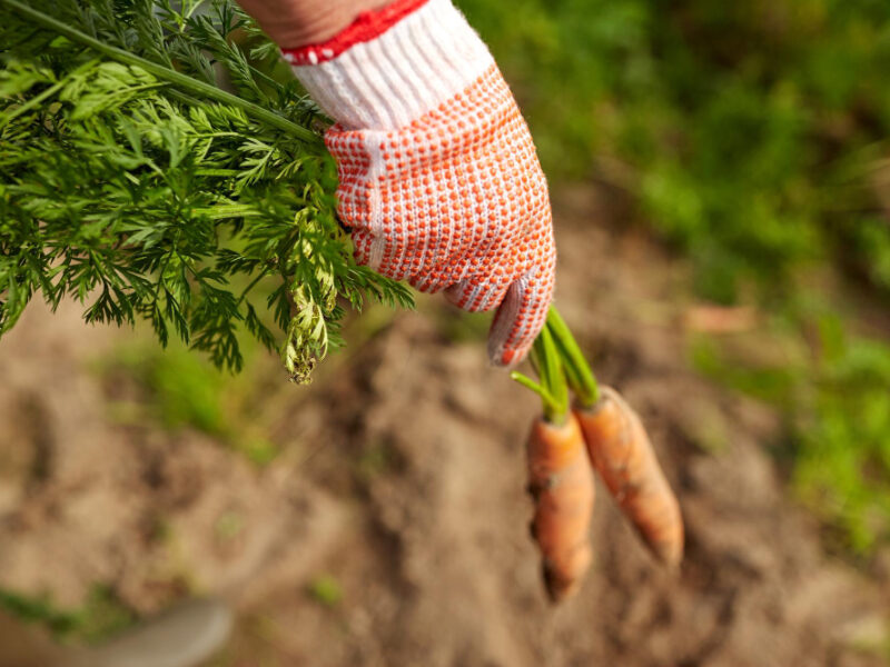 Farming Gardening Agriculture Harvesting People Concept Farmer Hand Glove With Carrots Farm