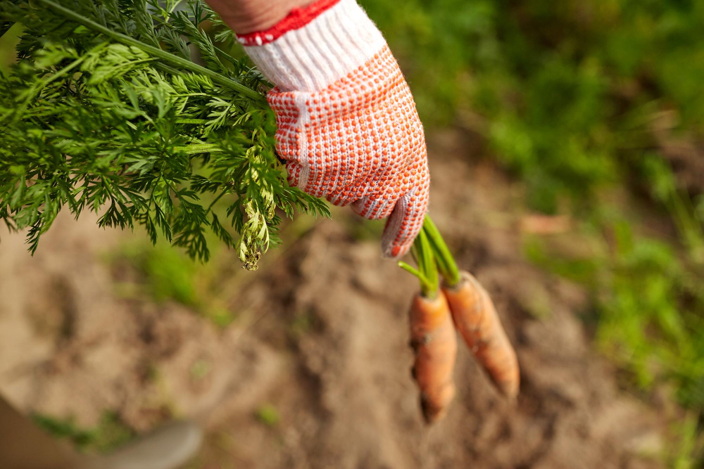 Farming Gardening Agriculture Harvesting People Concept Farmer Hand Glove With Carrots Farm