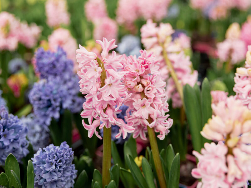 Arrangement With Colourful Hyacinths