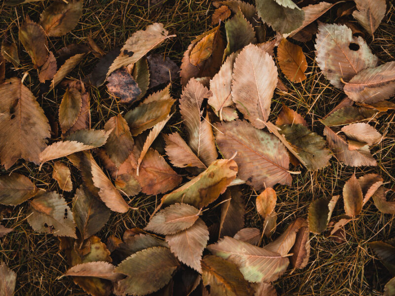 Top View Shot Brown Leaves