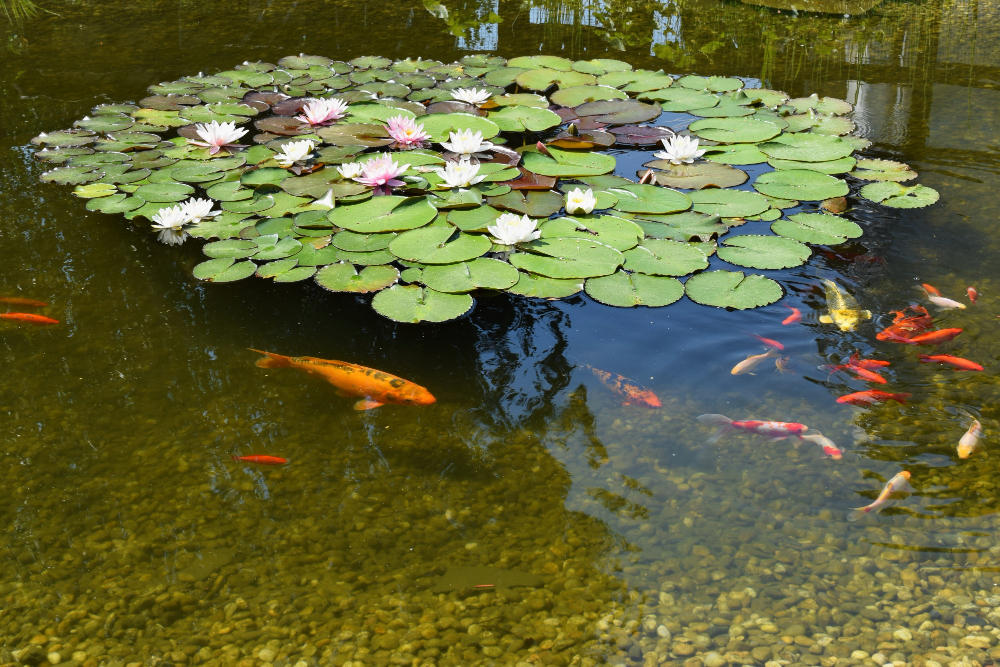 pond-with-flowers-fish