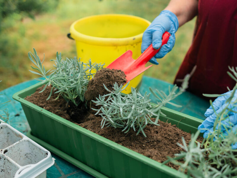 Gardening Concept Happy S Female Hands Transplants Lavender Plant Into Plastic Long Pot Outdoors Hig