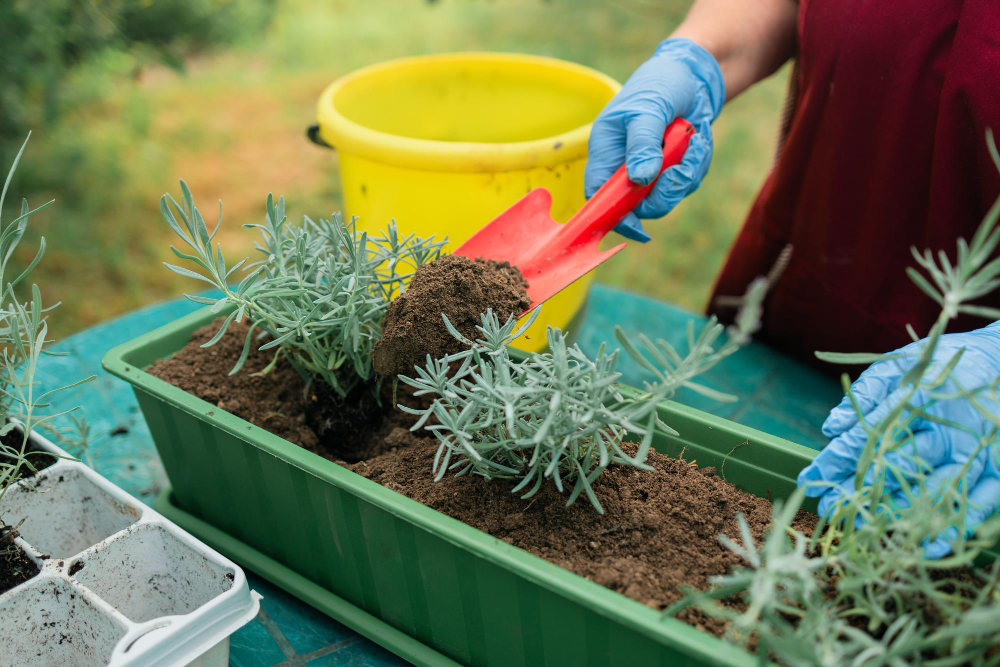 Gardening Concept Happy S Female Hands Transplants Lavender Plant Into Plastic Long Pot Outdoors Hig