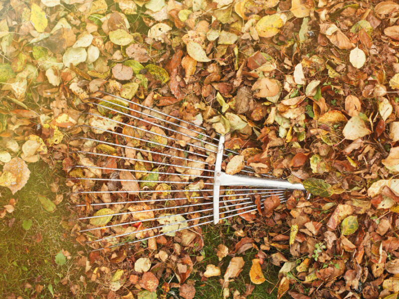 Metal Rake Pile Autumn Leaves Garden