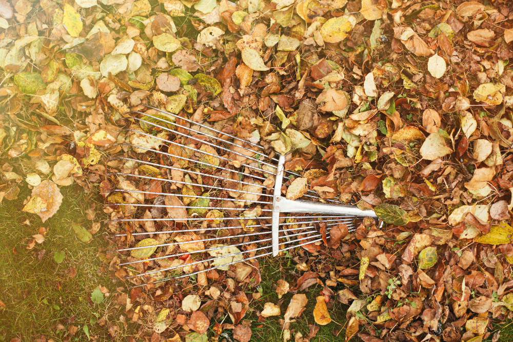 Metal Rake Pile Autumn Leaves Garden