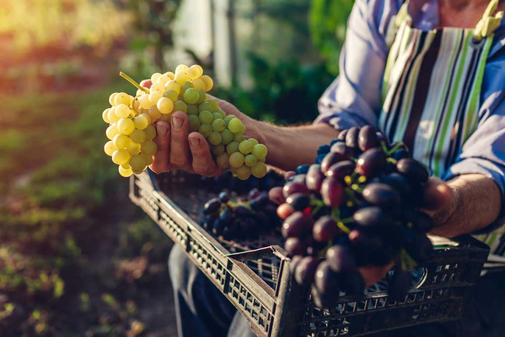 autumn-harvesting-farmer-picking-crop-grapes-ecological-farm-happy-senior-man-holding-green-blue-grapes