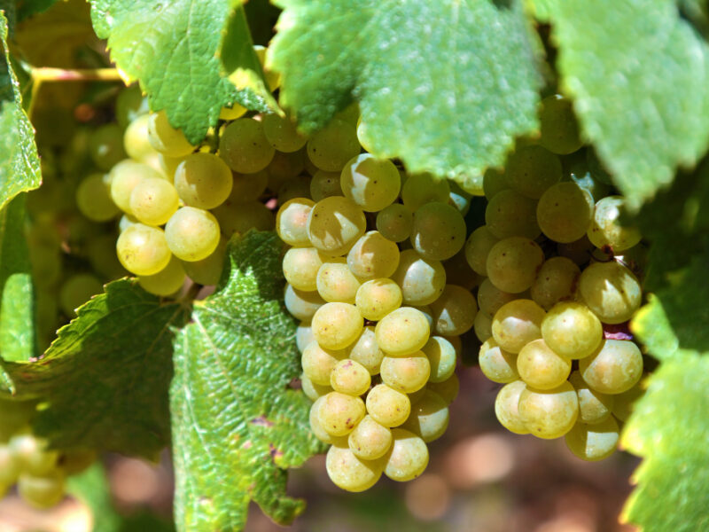 Bunch Green Grapes Vineyard