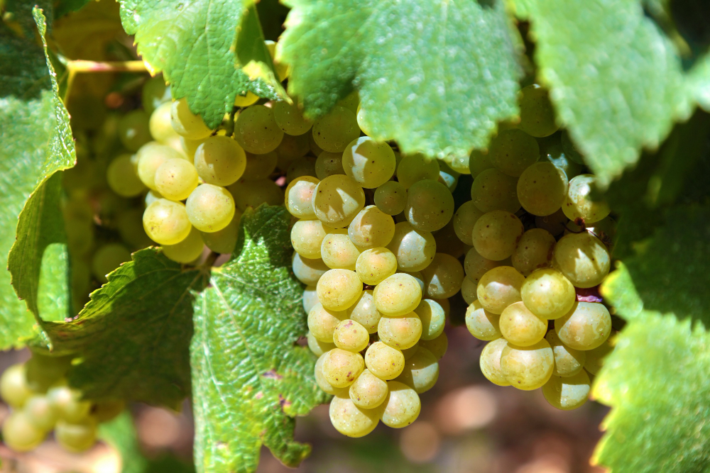 Bunch Green Grapes Vineyard