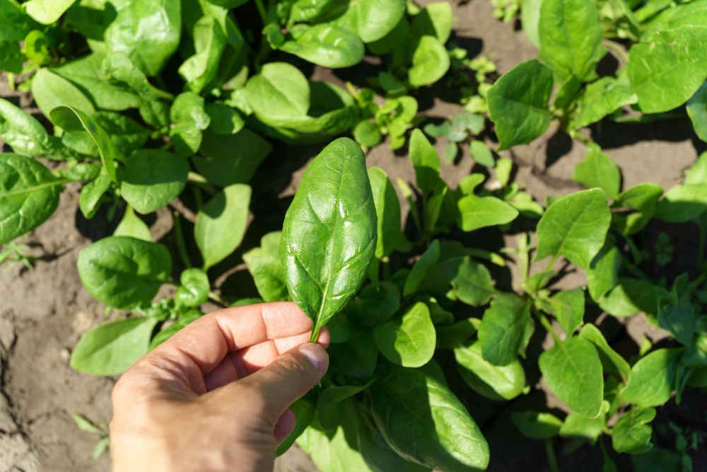 green-spinach-growing-garden-vegetable-farm-healthy-food-your-own-kitchen-garden