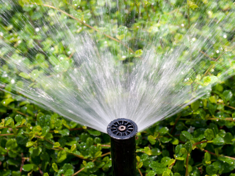 Sprinkler Head Watering Bush Grass