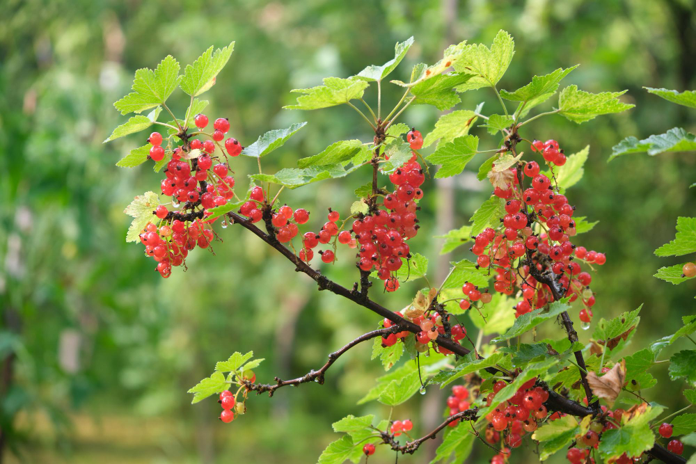 red-currant-grows-garden-many-berries