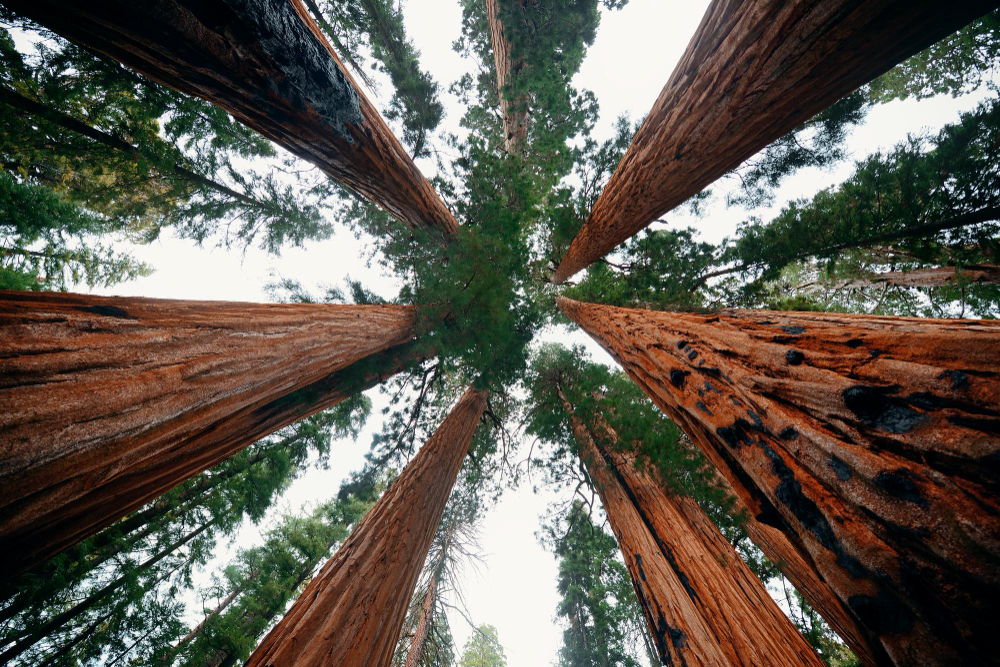 Giant Tree Closeup Sequoia National Park
