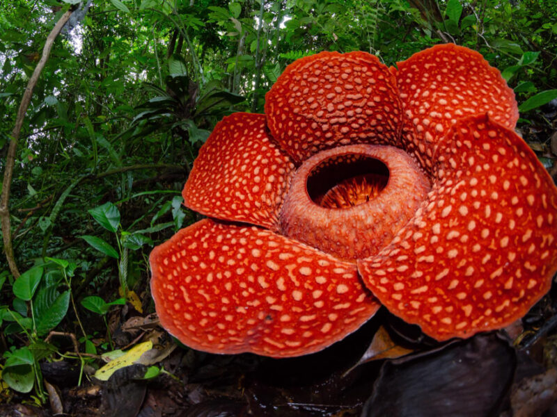 Rare Rafflesia Arnoldii Close Up Detail