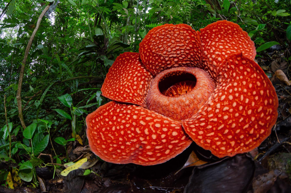 Rare Rafflesia Arnoldii Close Up Detail