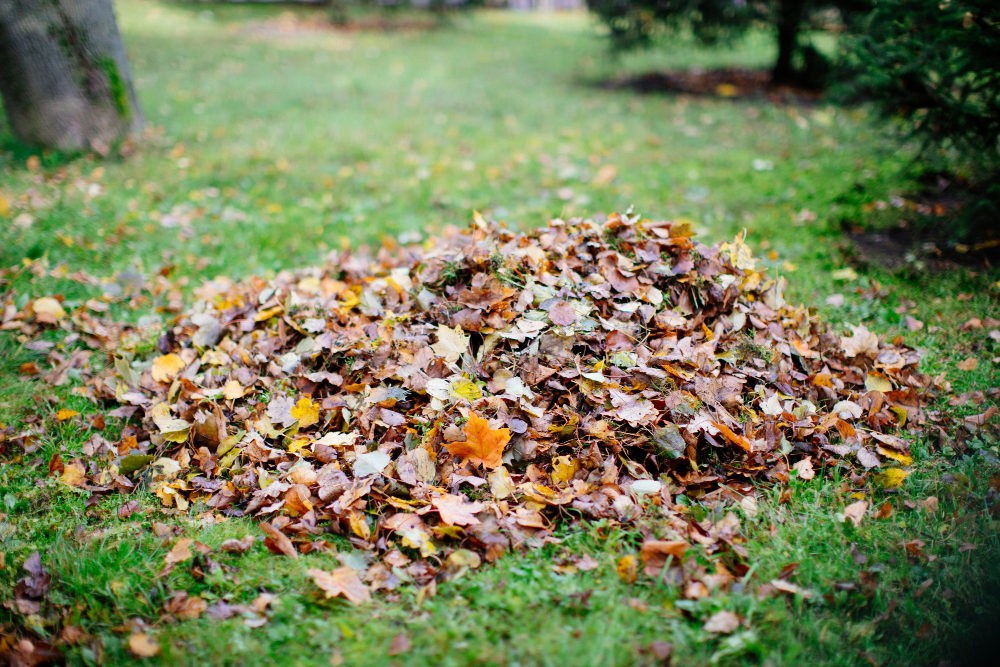 Dry Foliage Collected Heaps During Cleaning Autumn