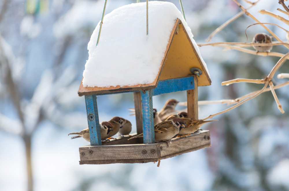 Bird Sparrow Feeding Trough