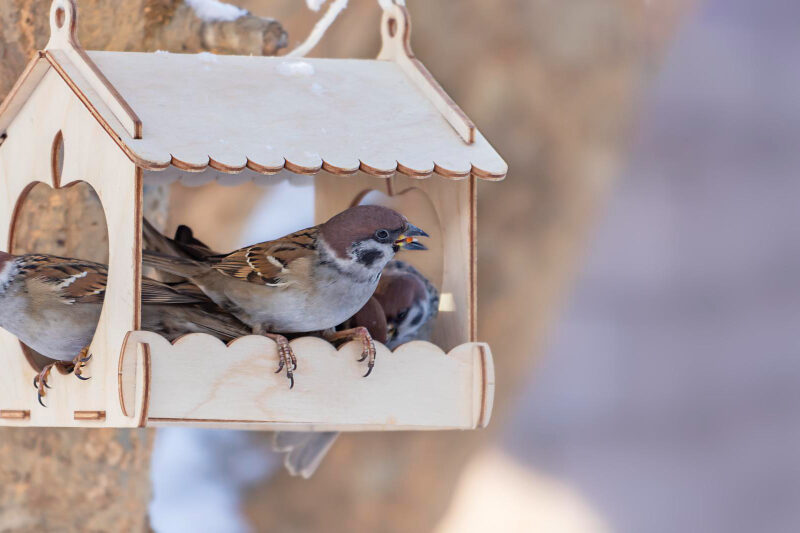 Several Sparrows Are Eating Feeder Park Feeding Urban Birds Blurred Background