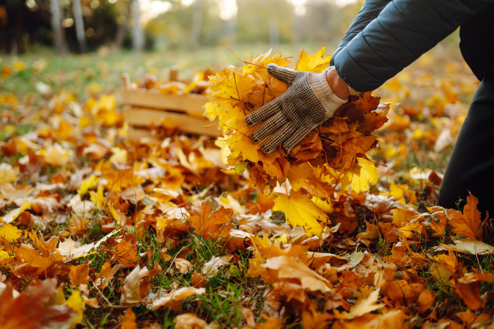 Harvesting Autumn Leaves Man Cleans Autumn Park From Yellow Leaves Cleaning Seasonal Gardening