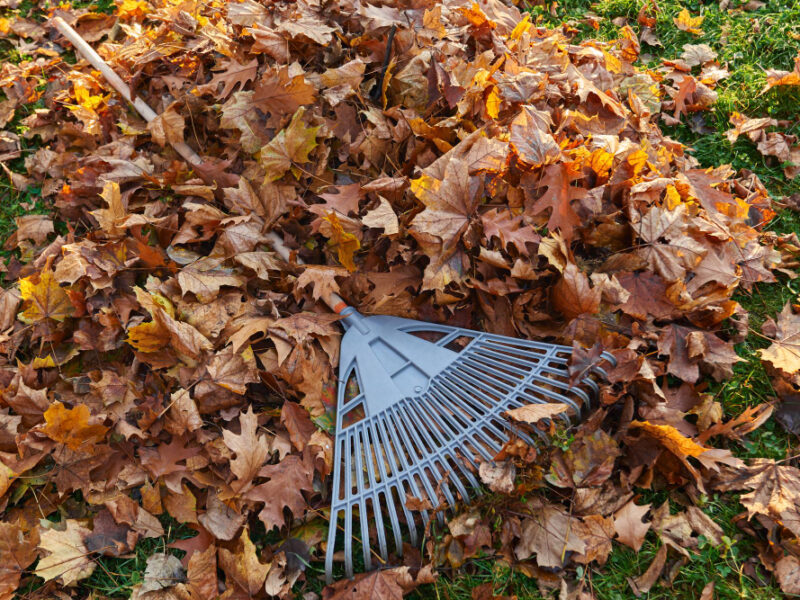 Plastic Fan Rake Pile Dry Golden Leaves Autumn Season View From Raked Leaves With